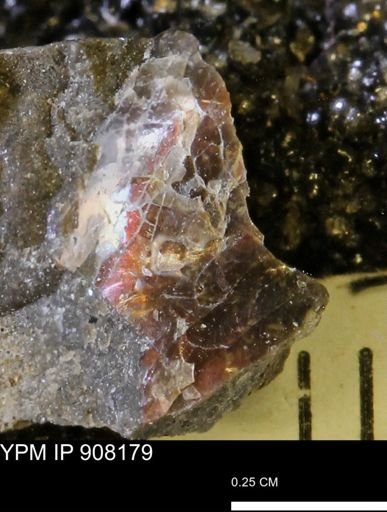 undet. Ammonoidea