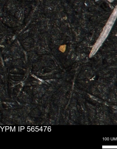 undet. Porifera