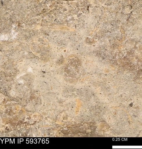 Baculites sp.
