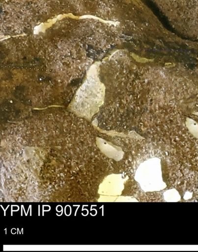 undet. Mollusca
