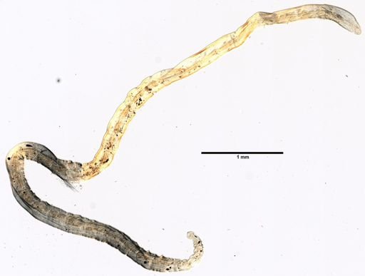 Randidrilus codensis