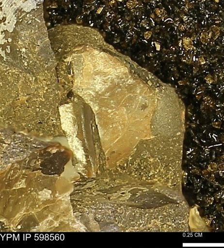 Inoceramus sp.