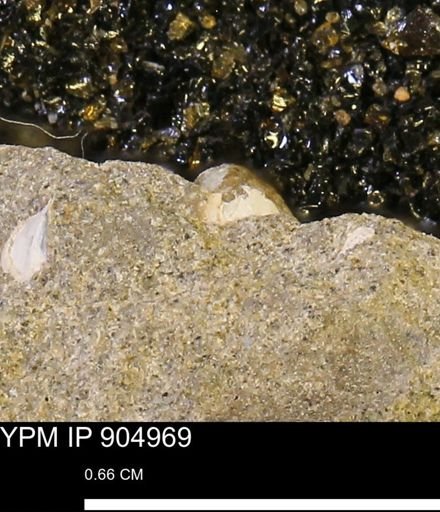 undet. Mollusca