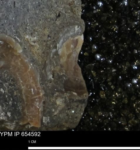 undet. Bivalvia