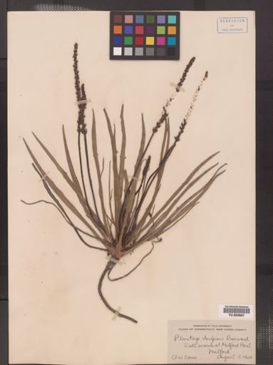 Plantago juncoides