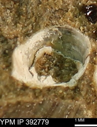 undet. Bivalvia