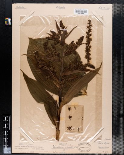 Veratrum viride