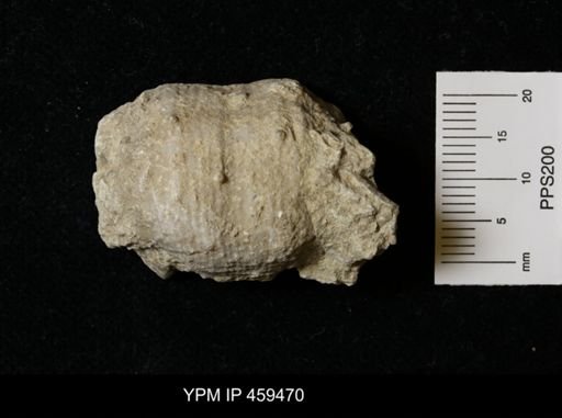 Dictyoclostus portlockianus crassicostatus