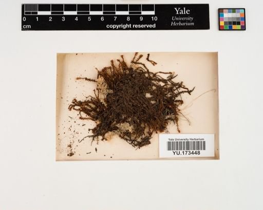 Plantae