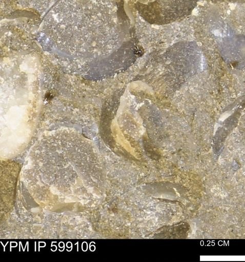 undet. Bryozoa