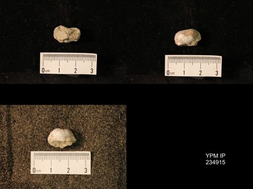 Marginifera fragilis