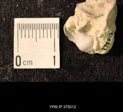 Chonetina flemingi var. alata