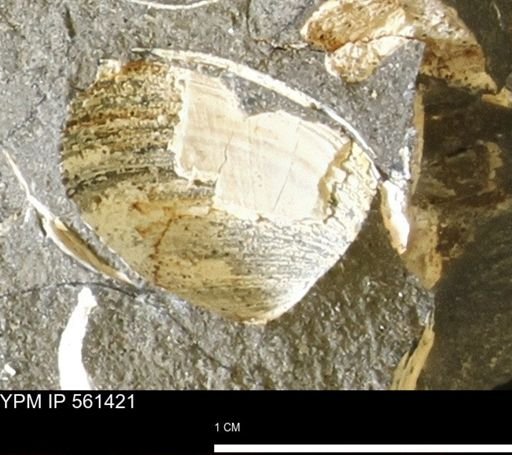 Limopsis striatopunctatus