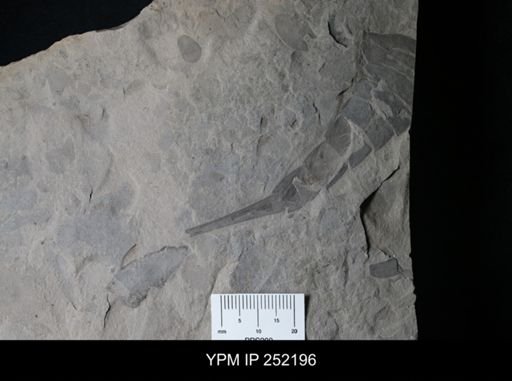 Eurypterus sp.