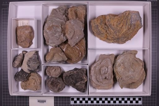 mixed taxa, stratigraphic collection