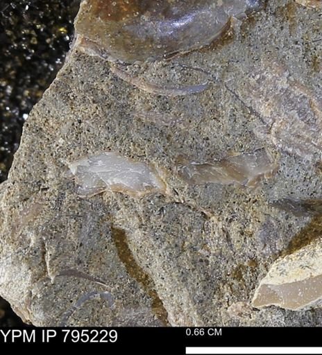 undet. Bivalvia