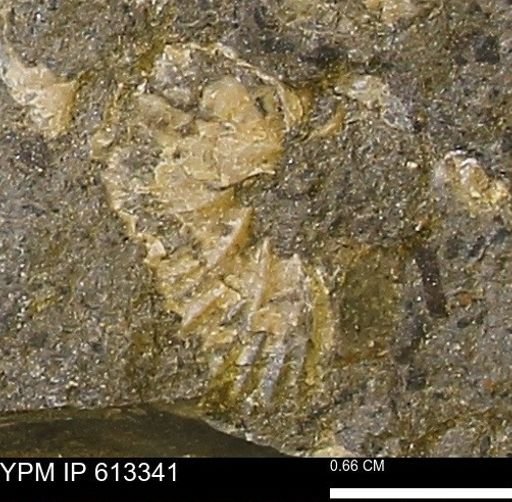 Scaphites sp.