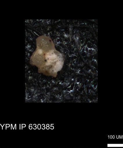 undet. Foraminiferida