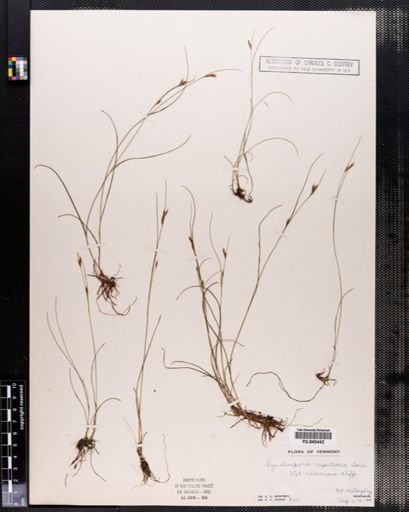 Rhynchospora capillacea