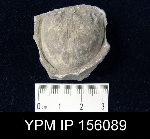 Strophomena planocorrugata