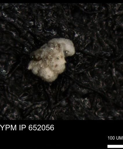 undet. Foraminiferida