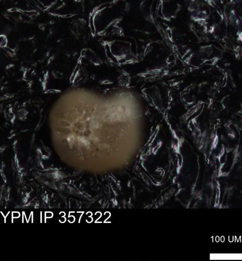 undet. Foraminiferida