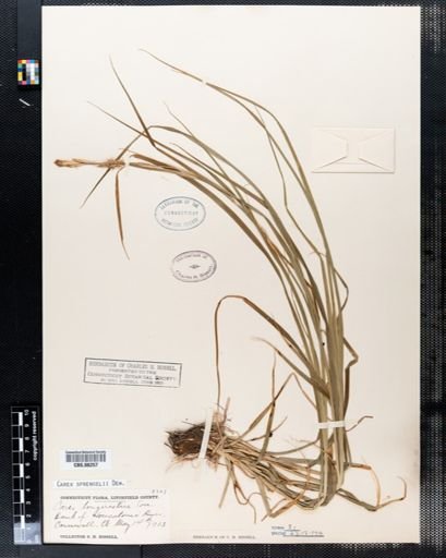 Carex sprengelii
