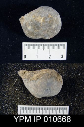 Productus semistriatus