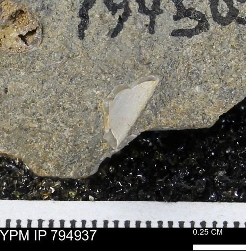 undet. Mollusca
