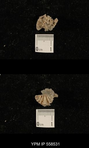 Punctospirifer sp.