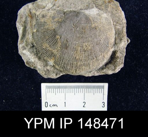 Derbya cymbula