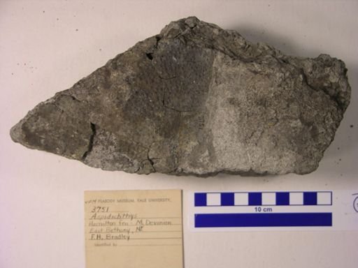 Aspidichthys sp.