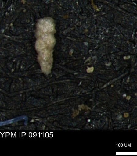 Verneuilinoides kansasensis
