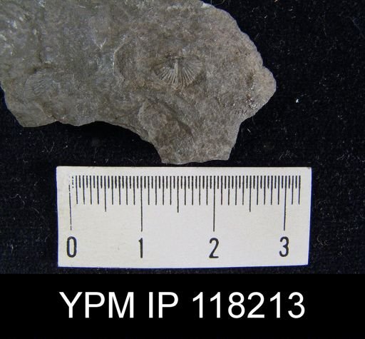 Dalmanella elegantula submedia