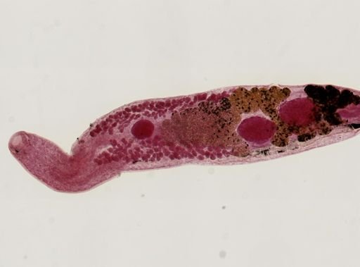 Urotrema scabridum