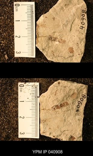 Probnis speciosa