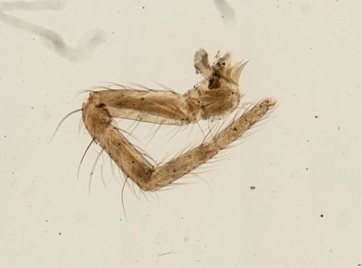 Araneae