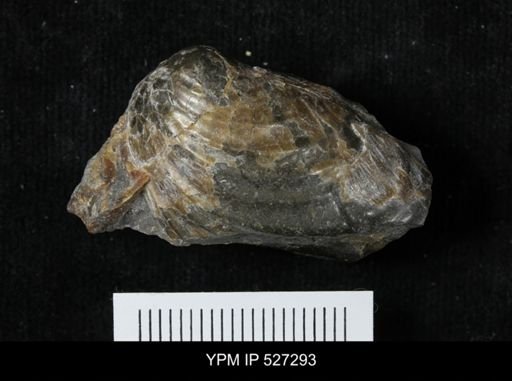 Inoceramus crippsii barabini