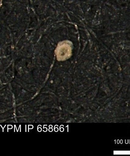 undet. Foraminiferida