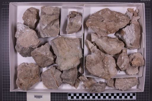 mixed taxa, stratigraphic collection