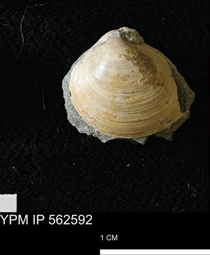 Limopsis striatopunctatus