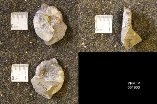 Hoploscaphites comprimus