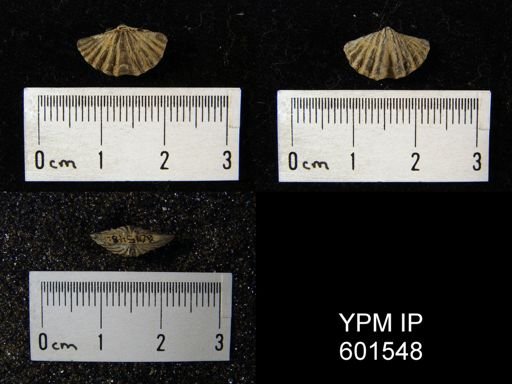 Delthyris sulcata
