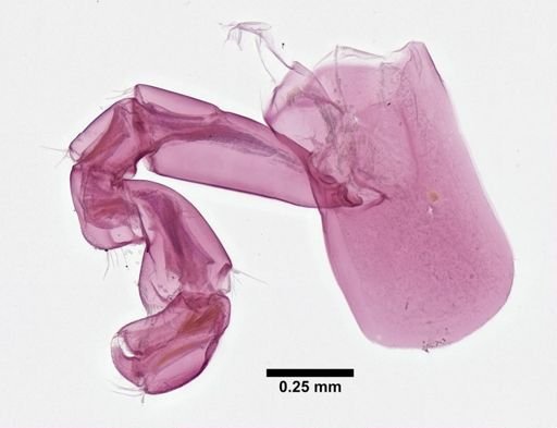 Hyalella
