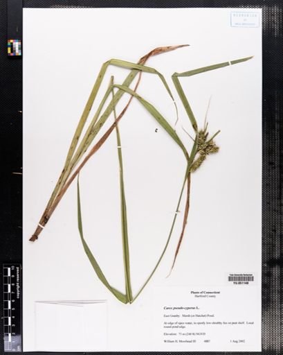 Carex pseudocyperus