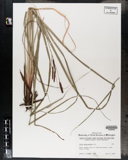 Plantae