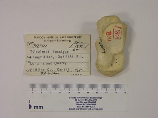 Teleoceras fossiger