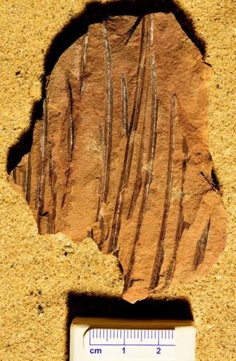 Lepidophylloides