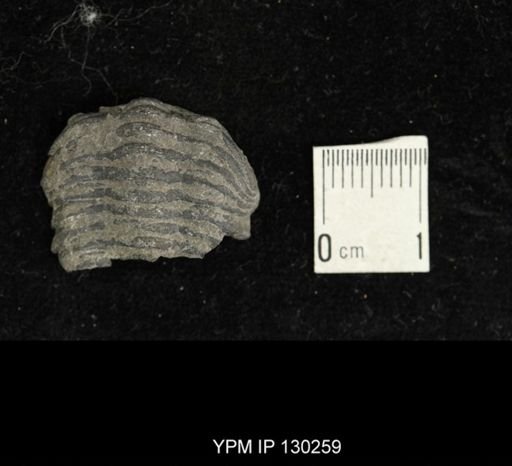 Eldredgeops rana