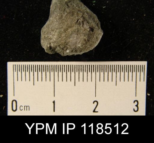 Camarotoechia squamifera